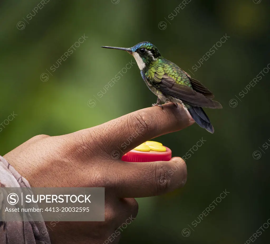 White-throated Mountain-gem (Lampornis castaneoventris), male, Panama