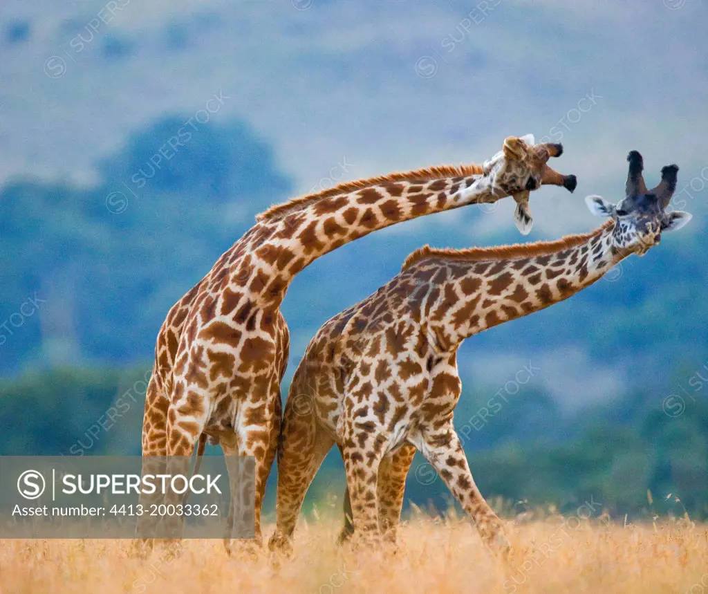 Two giraffes (Giraffa camelopardalis tippelskirchi) are fighting each other in the savannah. Kenya. Tanzania. Eastern Africa.