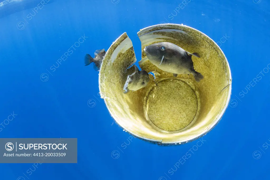 Grey triggerfish, (Balistes capriscus) seek shelter under and within a Plastic bucket floating on the surface. Azores, Portugal, Atlantic Ocean.