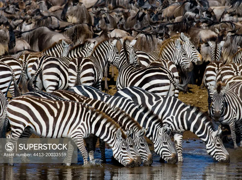 Group of zebras (Equus quagga) are drinking water from the river. Kenya. Tanzania. National Park. Serengeti. Maasai Mara.