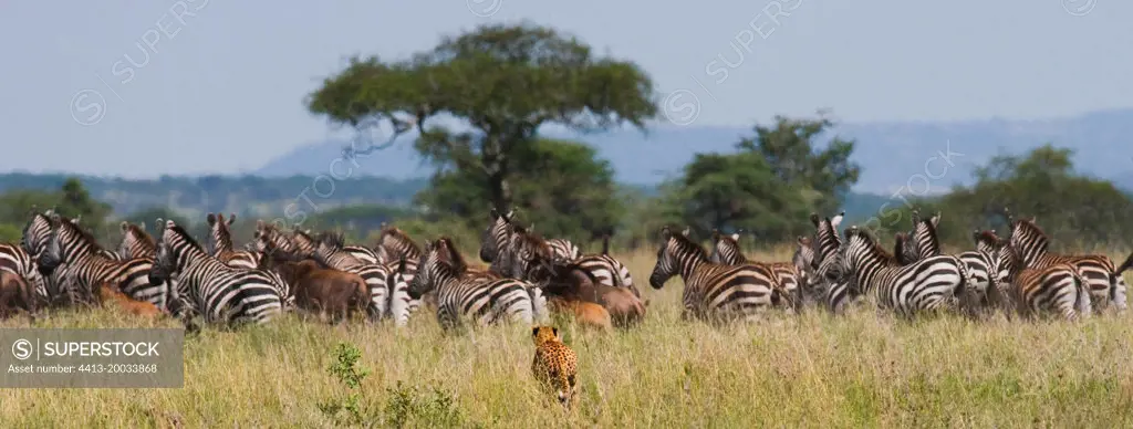 Cheetah (Acinonyx jubatus) is hunting for a herd of zebras and wildebeest. Kenya. Tanzania. Africa. National Park. Serengeti. Maasai Mara.