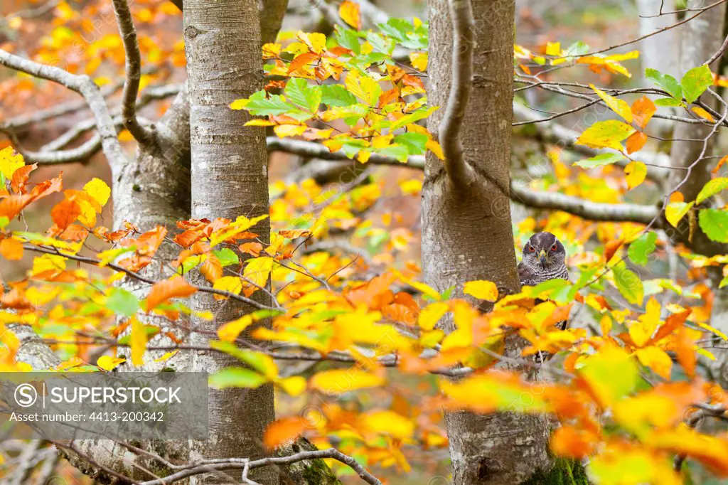 Northern Goshawk on a branch in autumn Spain