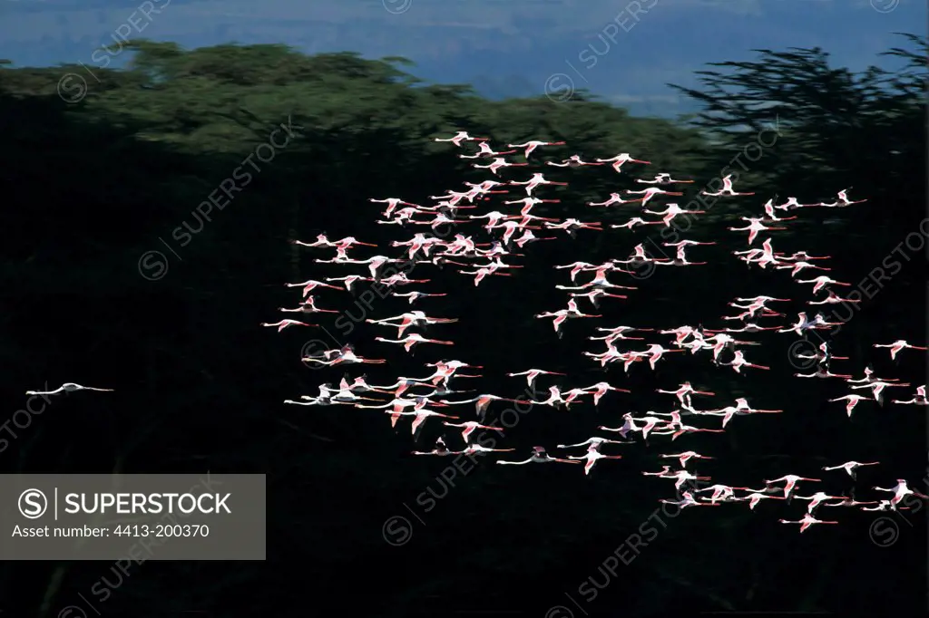Great Flamingos in flight Kenya