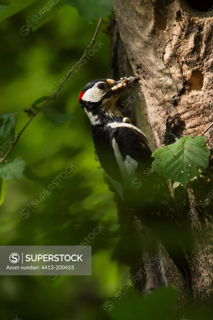 Spotted Woodpecker feeding on trunk in Hautes-Vosges France