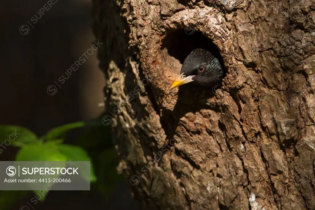 Common Starling at nest Hautes-Vosges France