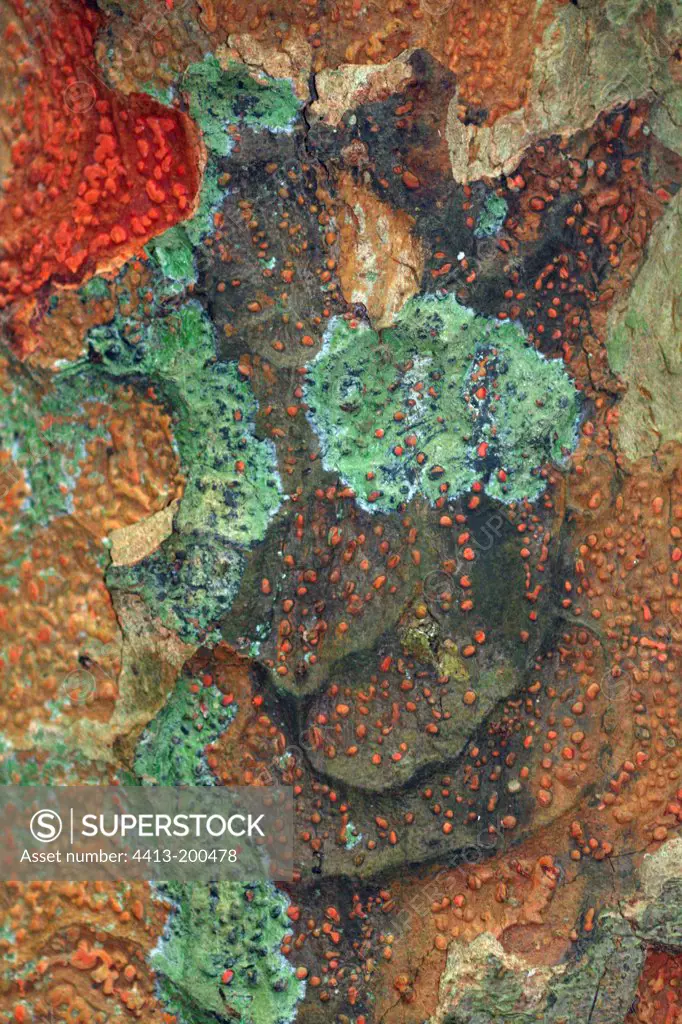 Closeup of the bark of Jackfruit La Reunion island
