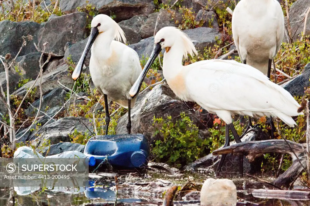 Spoonbills and Egrets waste in Lake Kerkini Greece