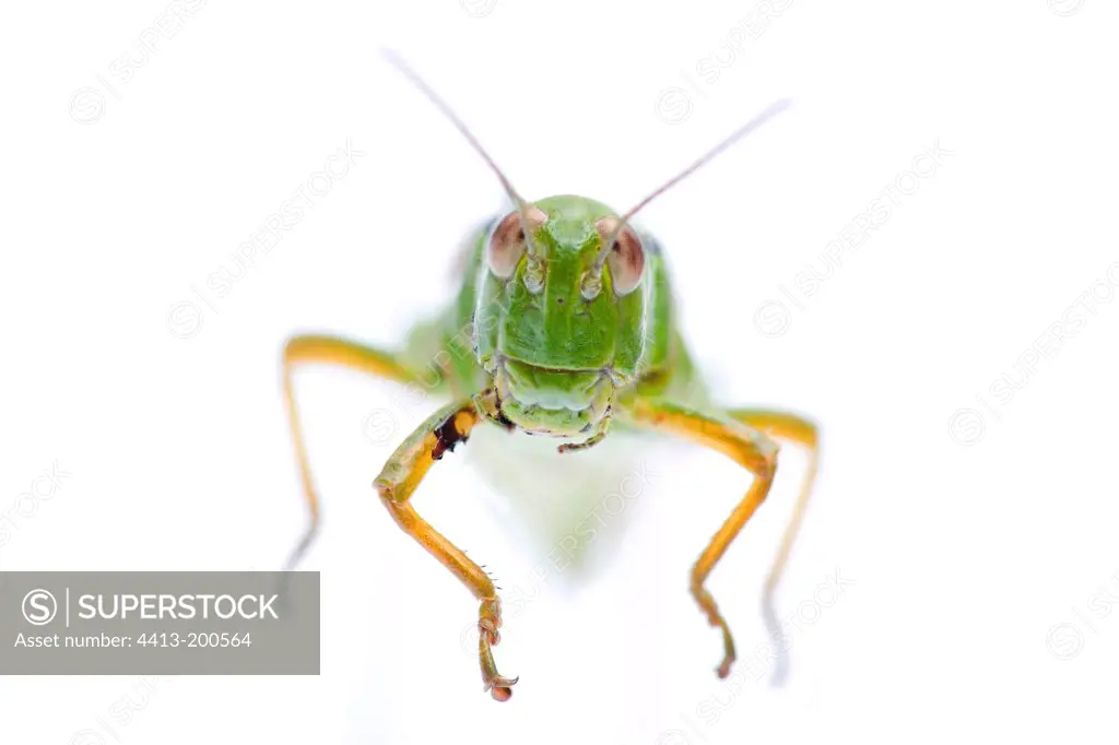 Green Mountain Grasshopper on white background