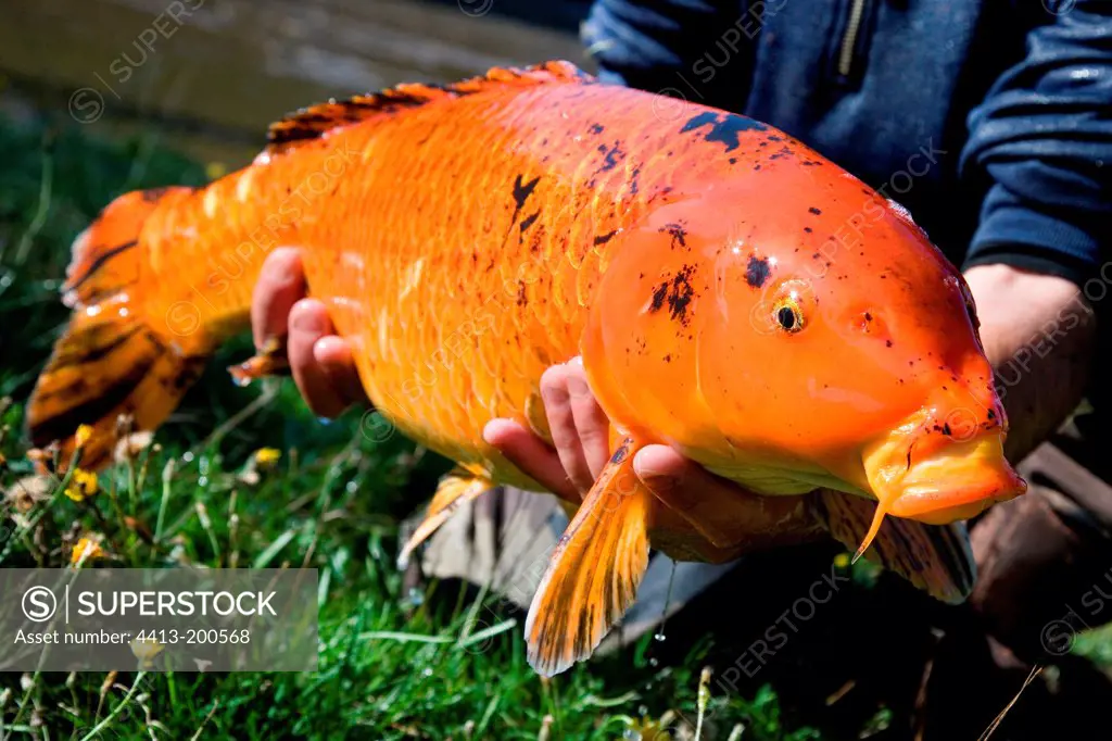 Introducing progenitor of Koi Carp France