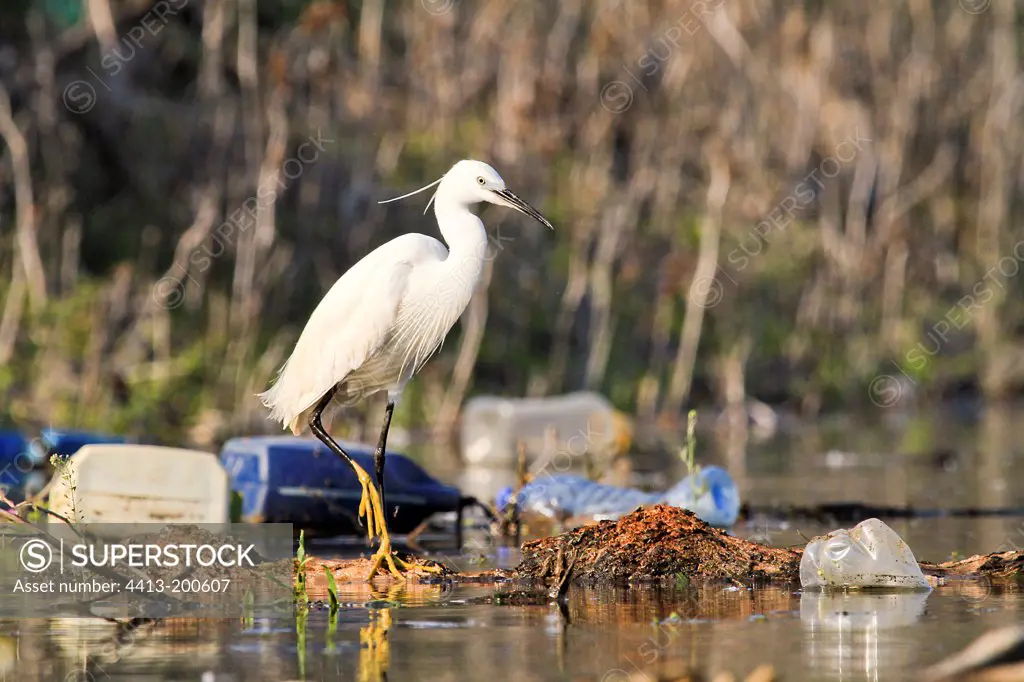 Little Egret in waste Lake Kerkini Greece