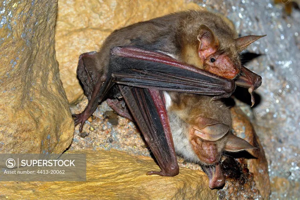 Coupling the Mouse-eared bats ones on the rock France