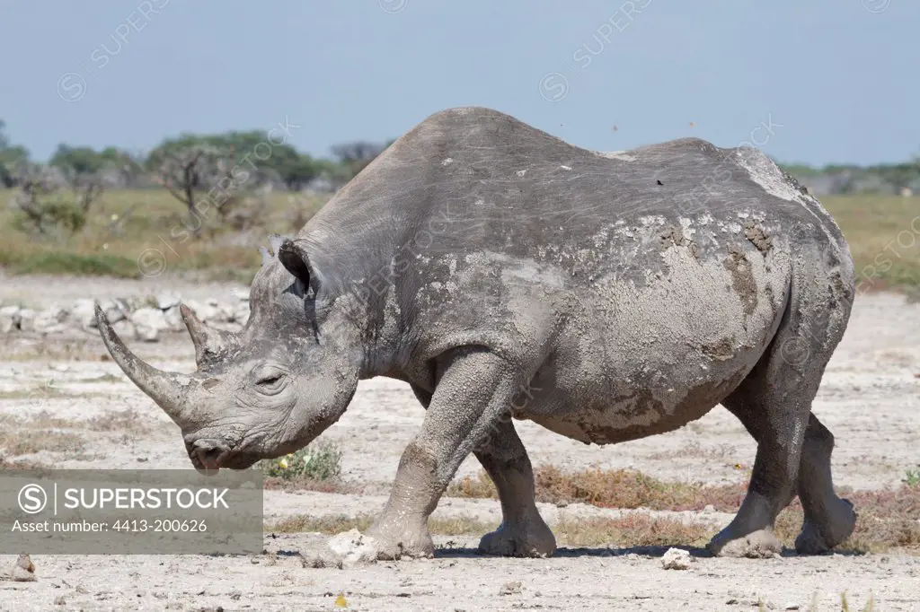 Black rhinoceros covered in mud dry Etosha NP Namibia