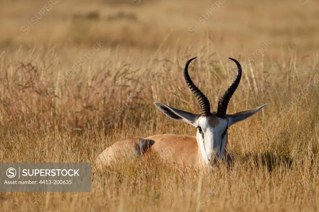 Springbok lying in the grass Etosha NP Namibia