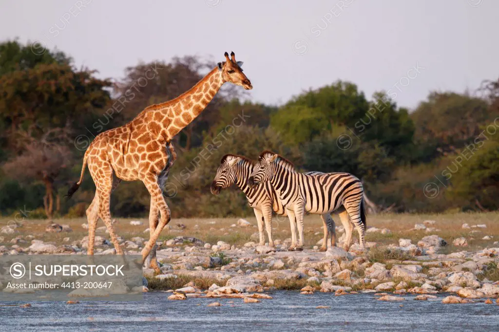 Plain Zebra and Giraffe in waterhole Etosha NP Namibia