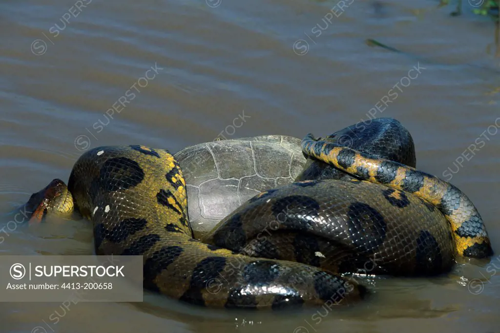 Anaconda killing a turtle Llanos of Venezuela