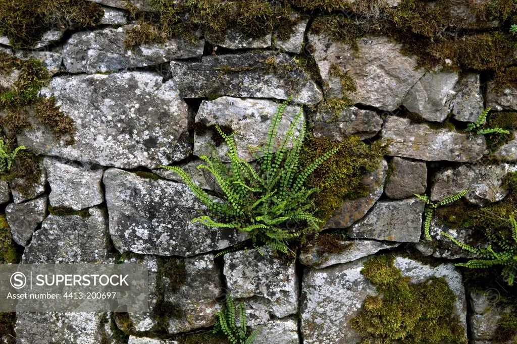 Maidenhair speenwort on a garden wall
