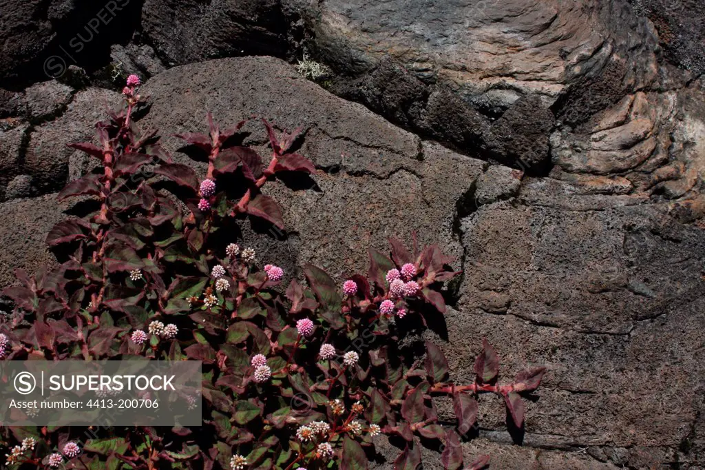 Japanese knotweed on lava Piton de la Fournaise Reunion