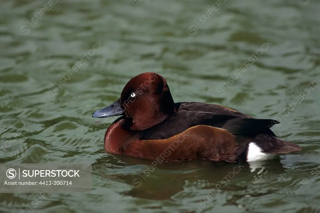 Ferruginous Duck on water