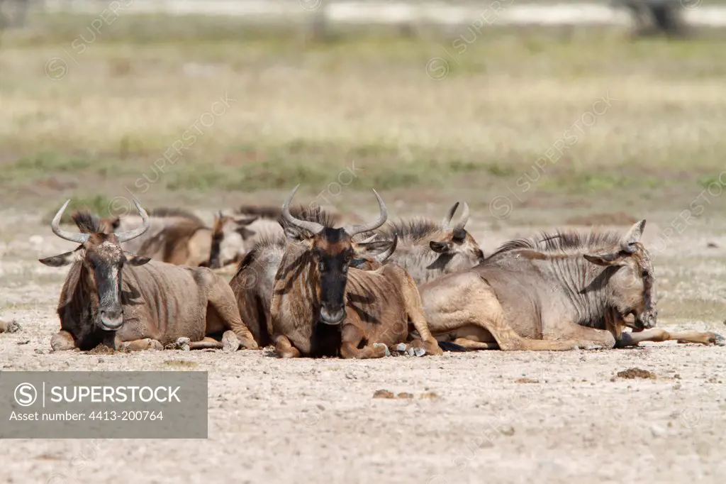 Common Wildebeests resting in the Etosha NP in Namibia
