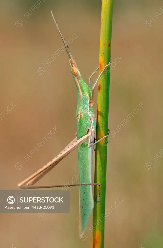 Male of Truxale occitane on a stem San Pellegrino Corsica