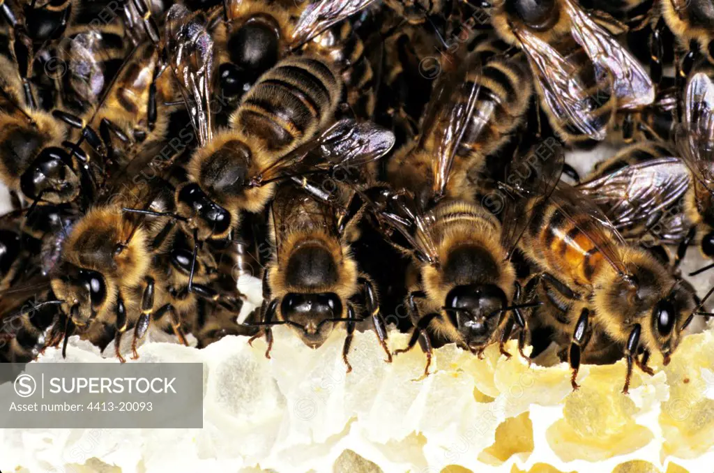 Honey bees building alveoles France