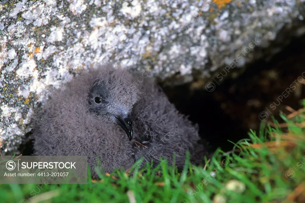 Young European Storm-petrel in juvenile livery