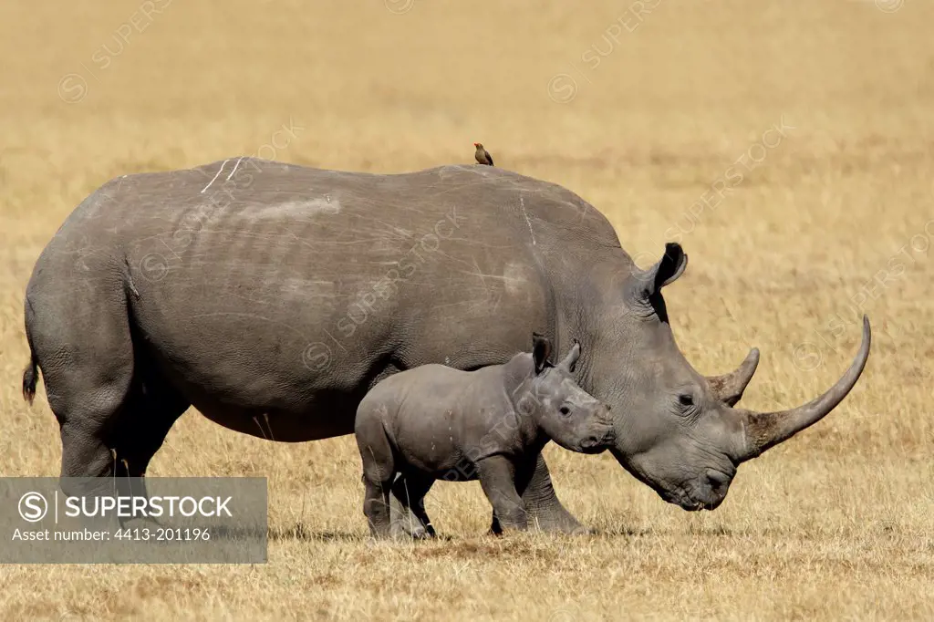 Female and young black rhino in the bush Nakuru Kenya