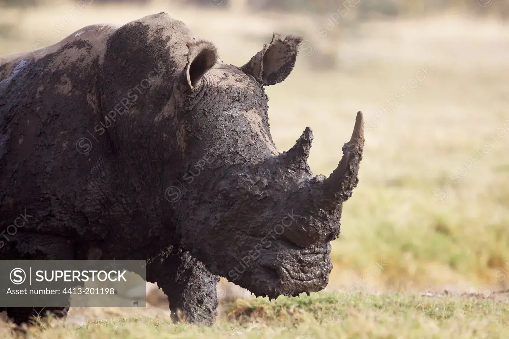 White rhinoceros covered in mud Nakuru Kenya