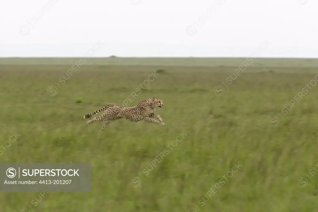 Cheetah running in the savannah Masai Mara Kenya