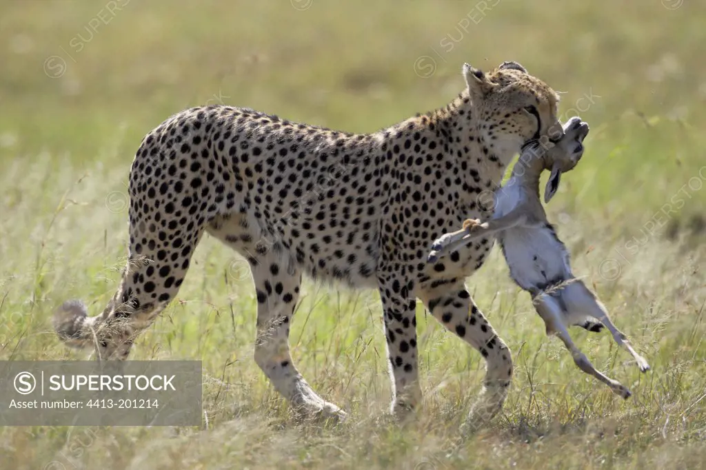 Cheetah with a capturedGazelle Masai Mara Kenya