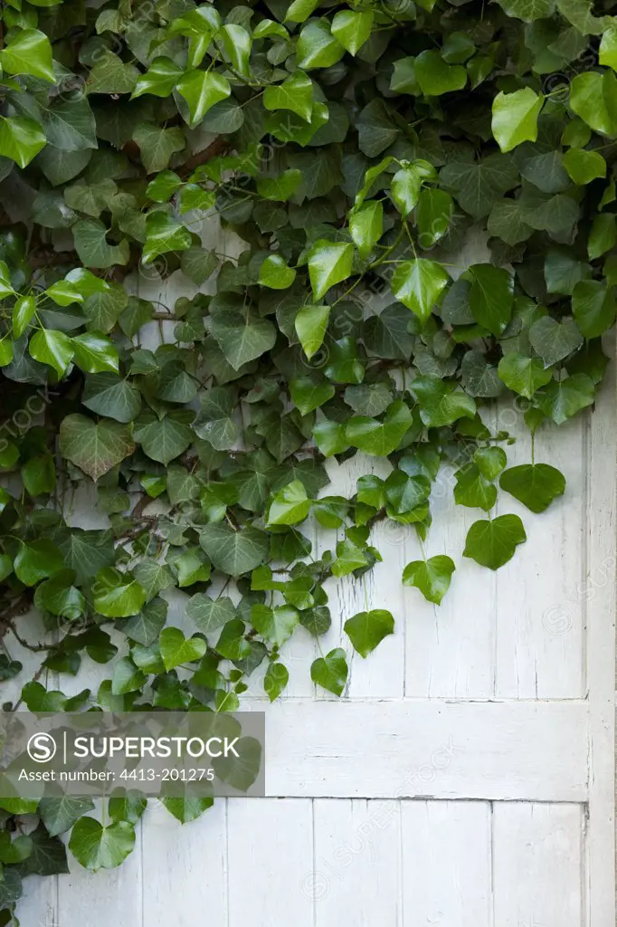 Ivy covering a door