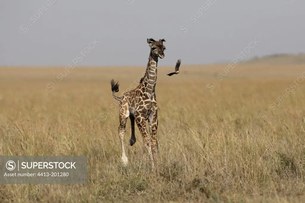Young Giraffe running in the savannah Masai Masai Mara Kenya