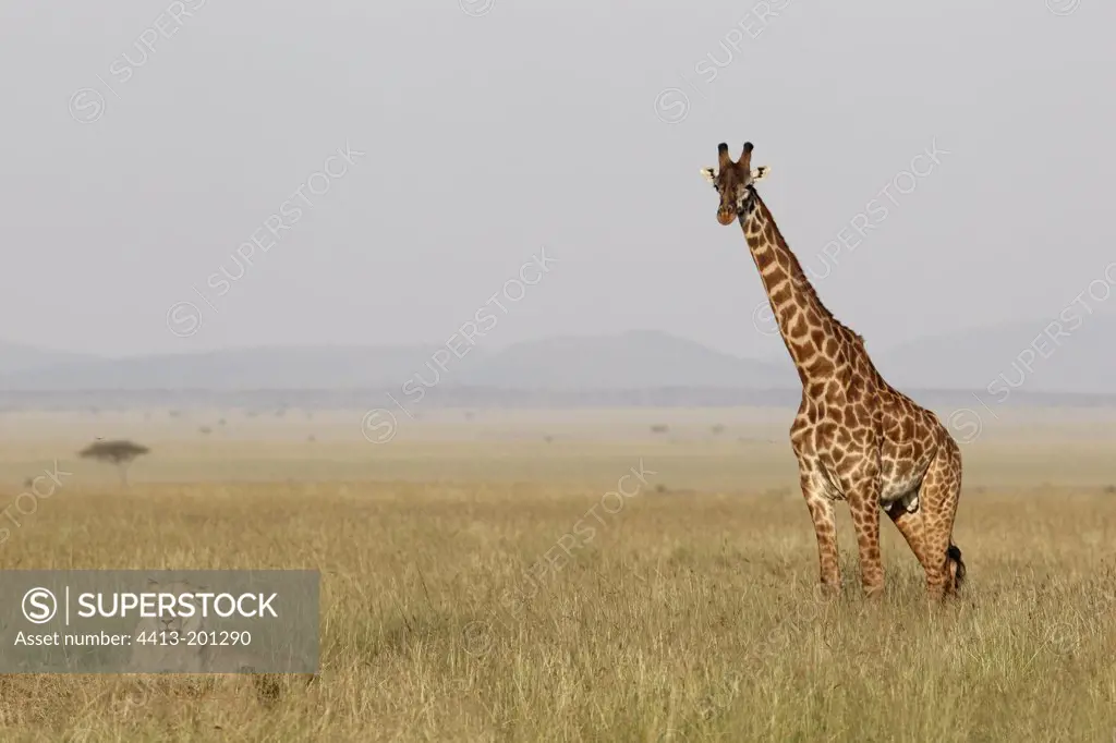 Masai Giraffe and Lion in savanna Masai Mara Kenya