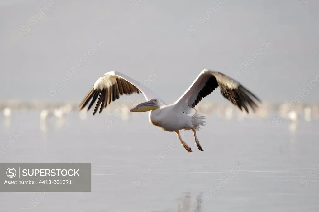 Great White Pelican flying Lake Nakuru Kenya