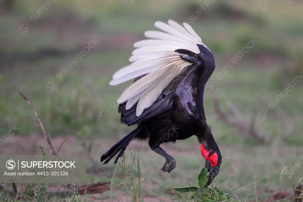 Southern Ground Hornbill pulling a plant Masai Mara Kenya
