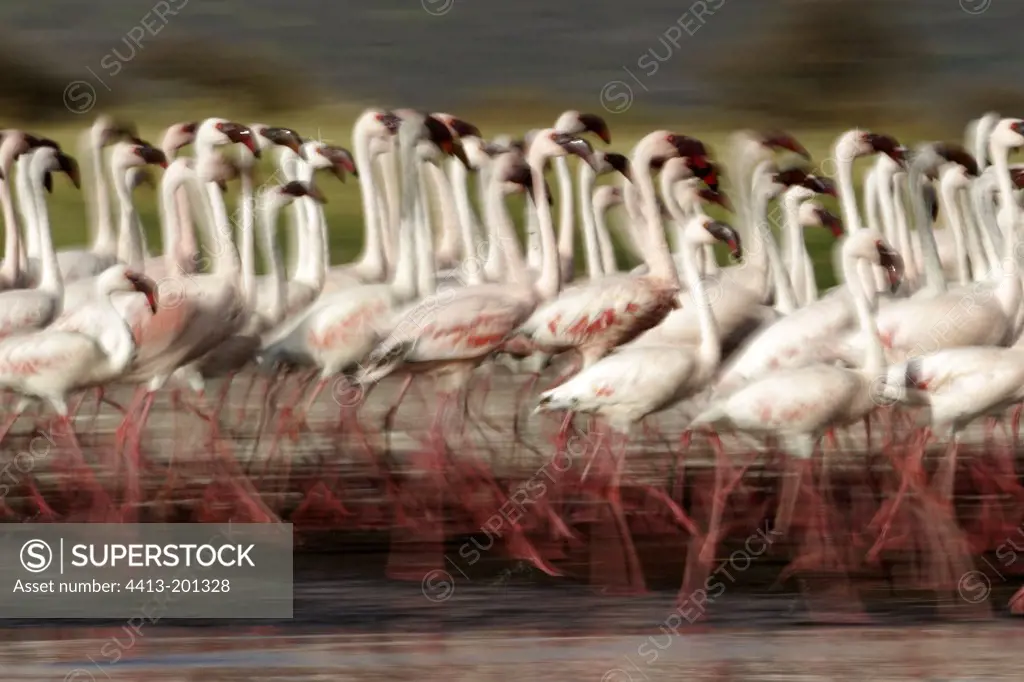 Lesser Flamingos in courtship display Lake Bogoria Kenya