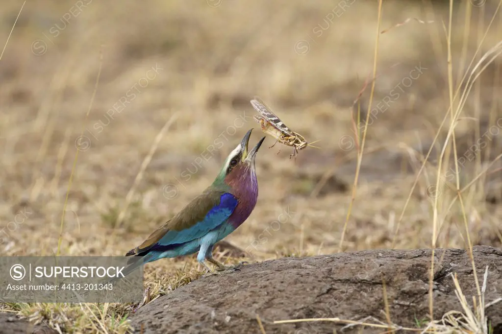 Lilac-breasted Roller swallowing a Grasshopper Masai Mara