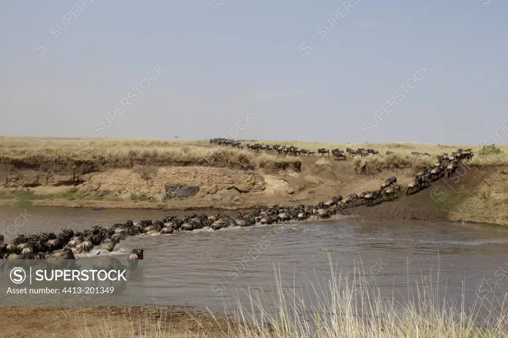 Black wildebeest crossing the Mara River Masai Mara Kenya