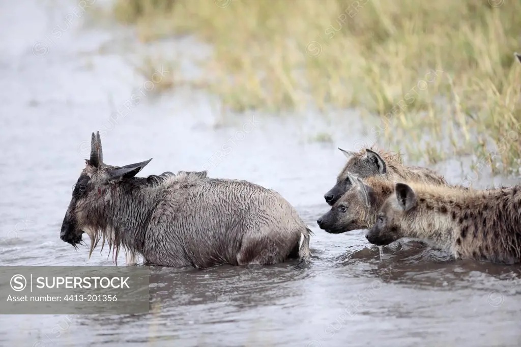 Hyenas chasing a young Wildebeest broken leg Masai Mara
