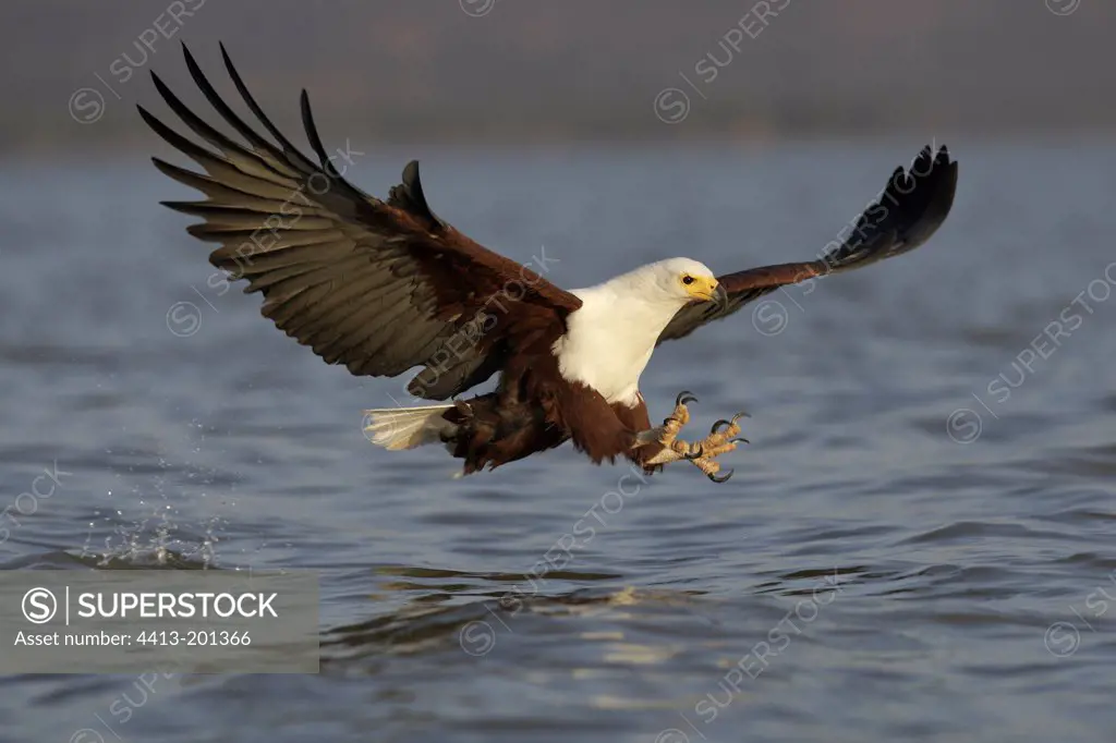 Fish Eagle capturing a fish Lake Baringo Kenya