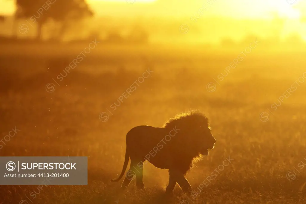 Lion walking in the savannah at sunset Masai Mara Kenya
