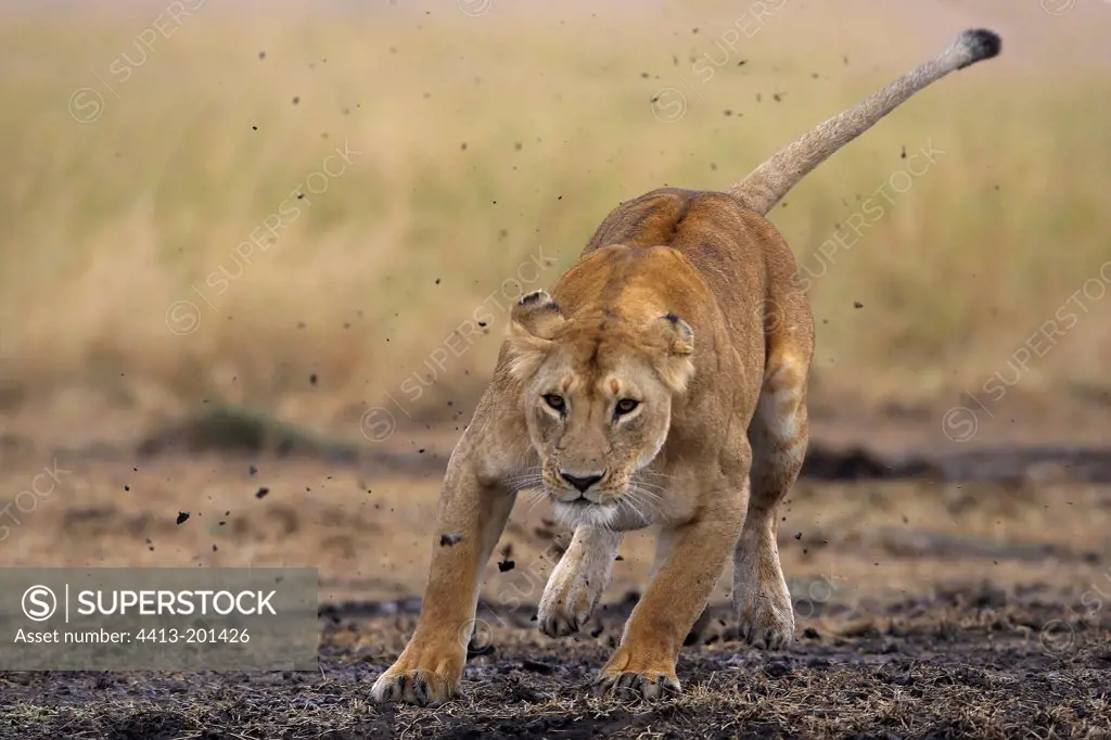 Running hunting lioness in the savannah Masai Mara Kenya