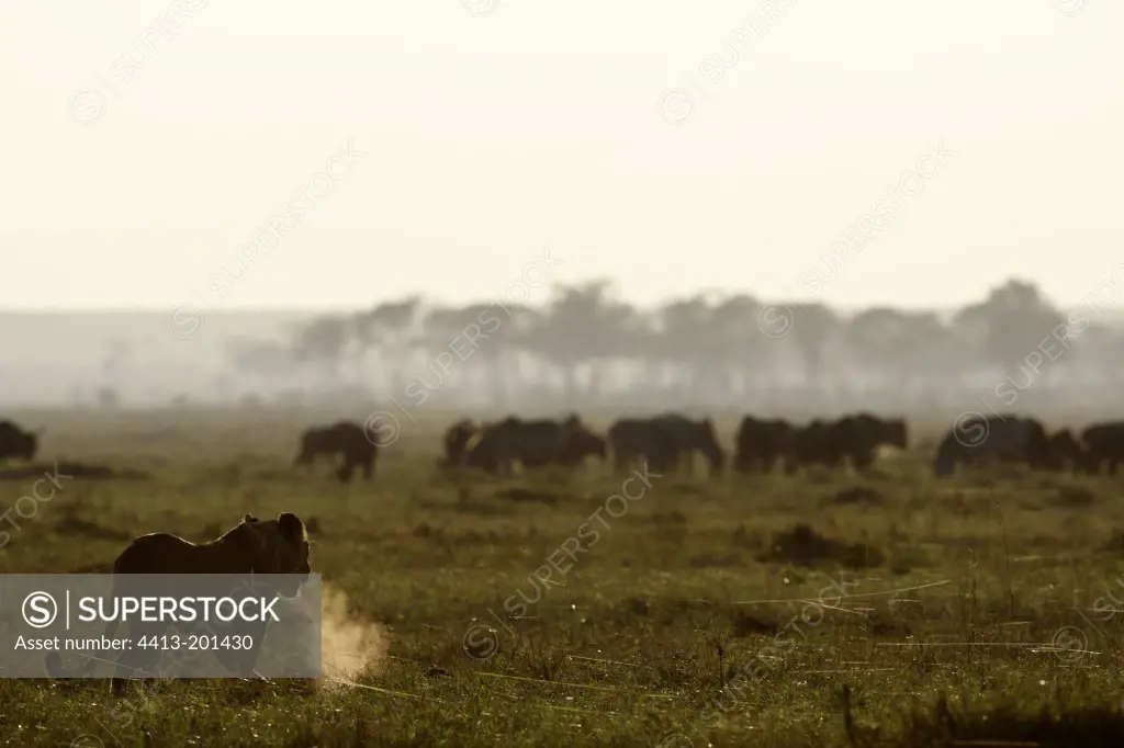 Lioness approaching Zebras in the savannah Masai Mara Kenya