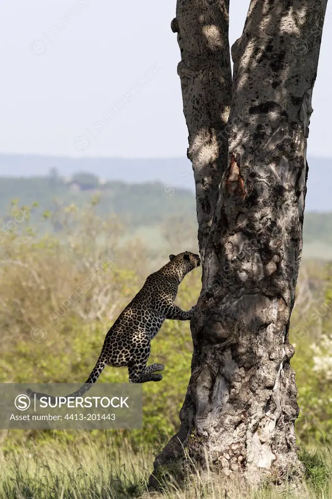 Leopard climbing tree Maasai Mara Kenya
