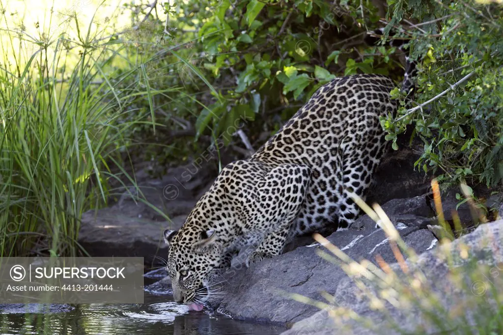 Leopard drinking from a swamp Masai Mara Kenya