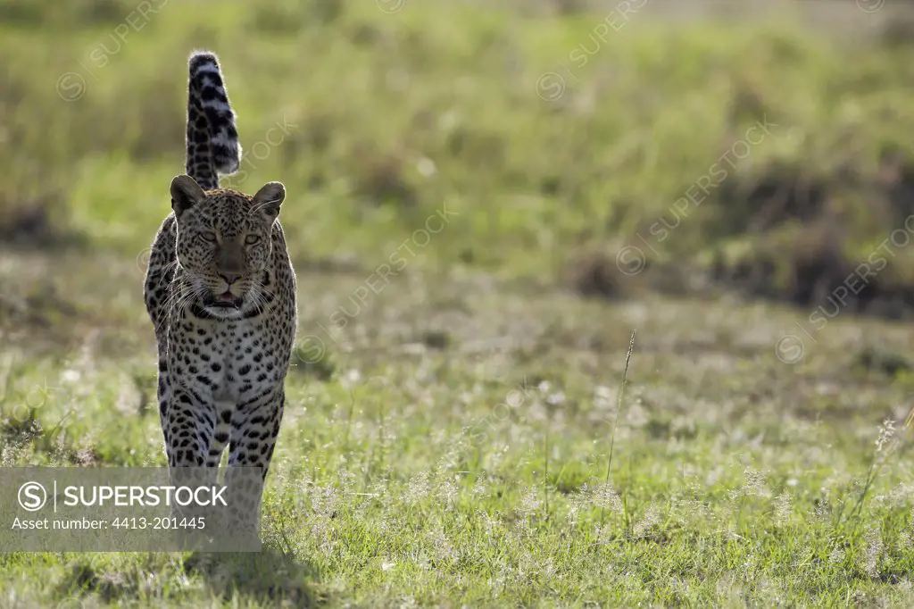 Leopard walking in the savannah Masai Mara Kenya