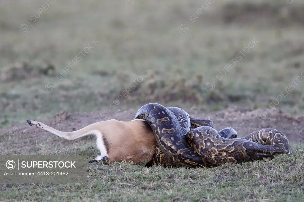 African rock python swallowing a Thomson's gazelle male