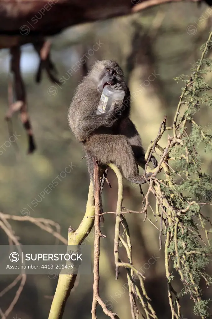 Young Anubis baboon playing with a plastic waste Kenya