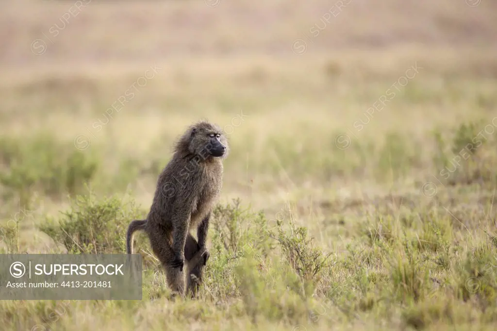 Anubis baboon standing in the savannah Masai Mara Kenya