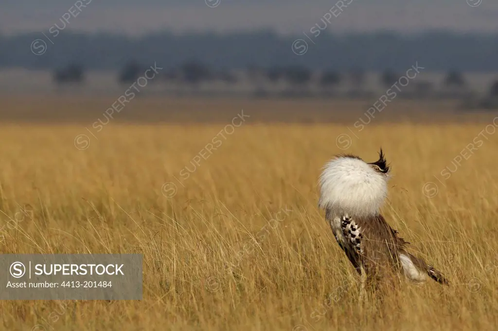 Kori Bustard on parade in the savannah Masai Mara Kenya